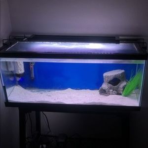 Fish tank with fishes